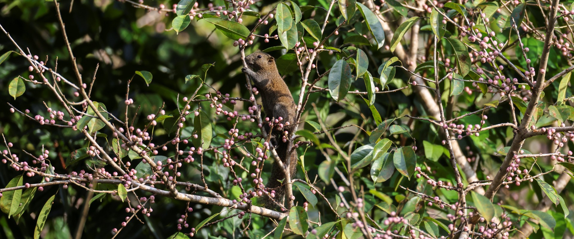 Grey-bellied Squirrel in an Indonesian Bayleaf tree in Teluk Datai © Sanjitpaal Singh