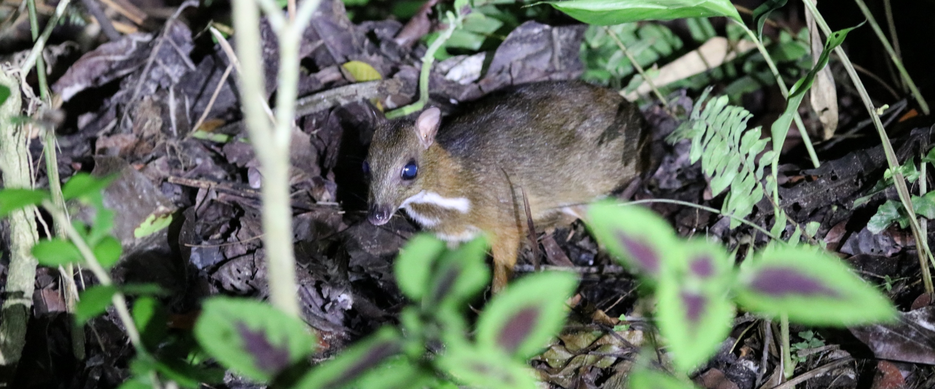 Lesser Mousedeer (Tragulus kanchil)