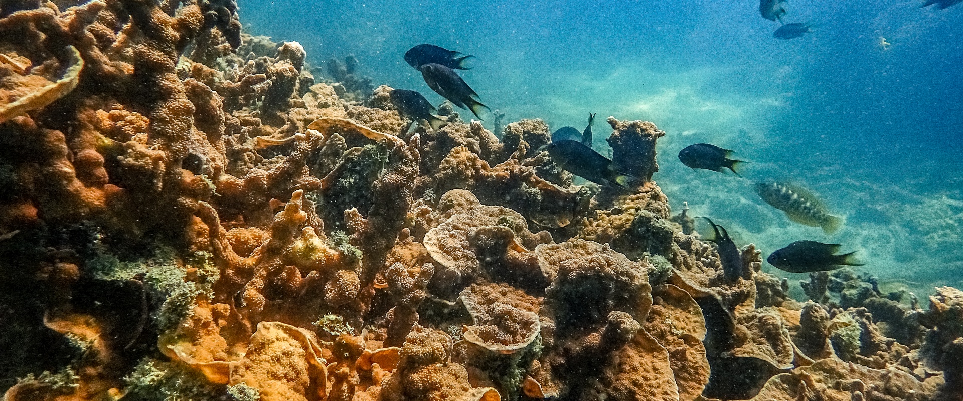 Coral reef in Teluk Datai