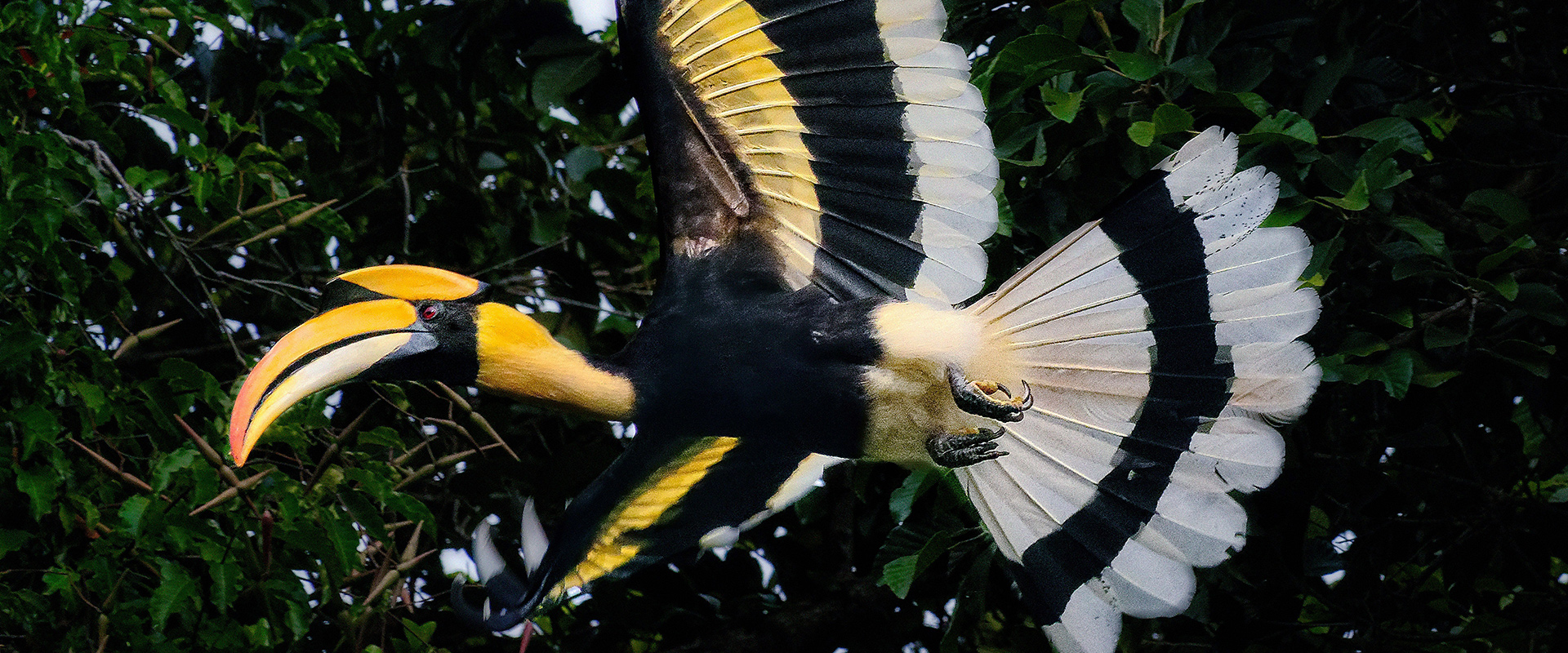 Great Hornbill in flight © Eric Martin