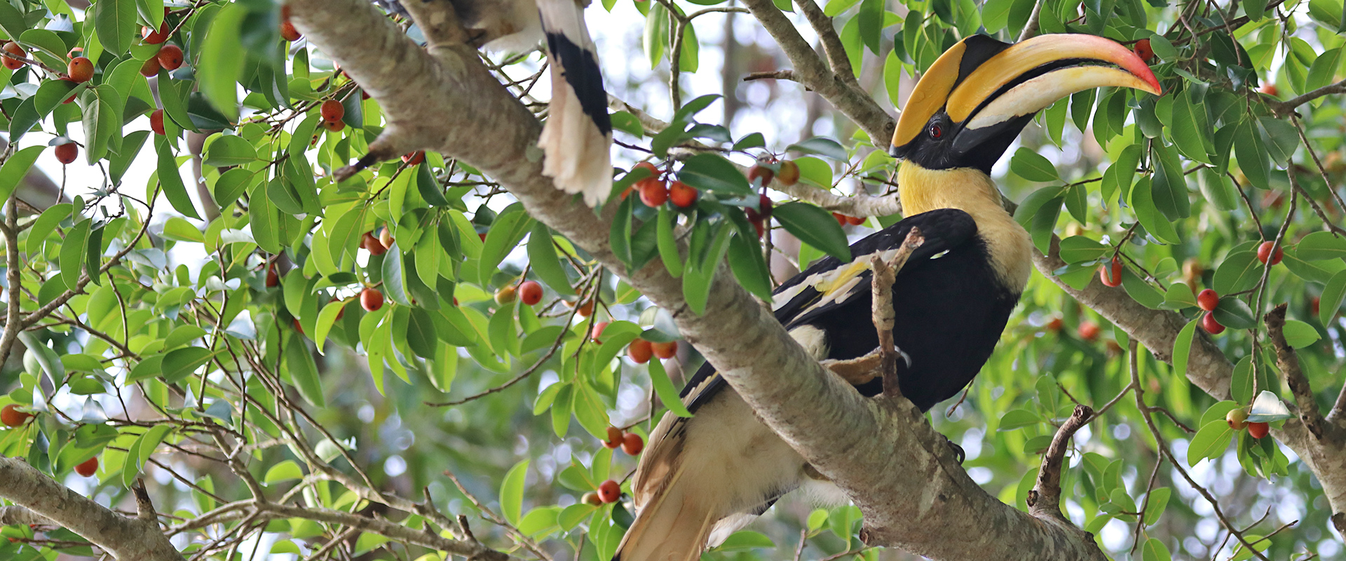 Male Great Hornbill perched on a fig tree