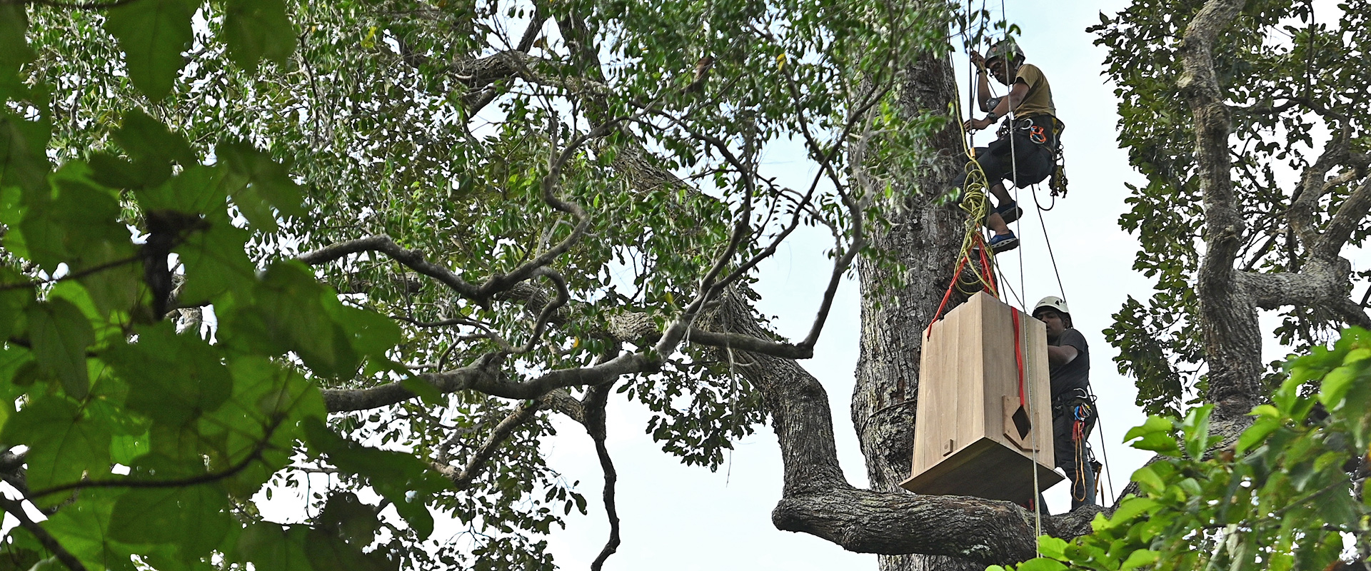 Installing an artificial nesting box for the Great Hornbill