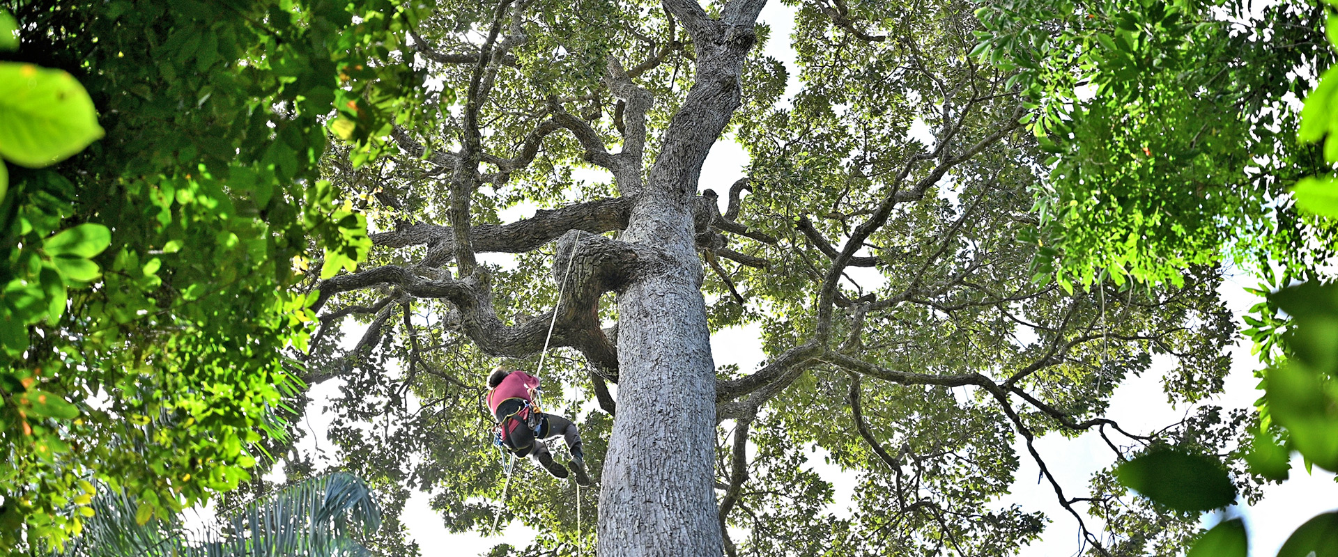 Canopy access to installing an artificial Great Hornbill nesting box
