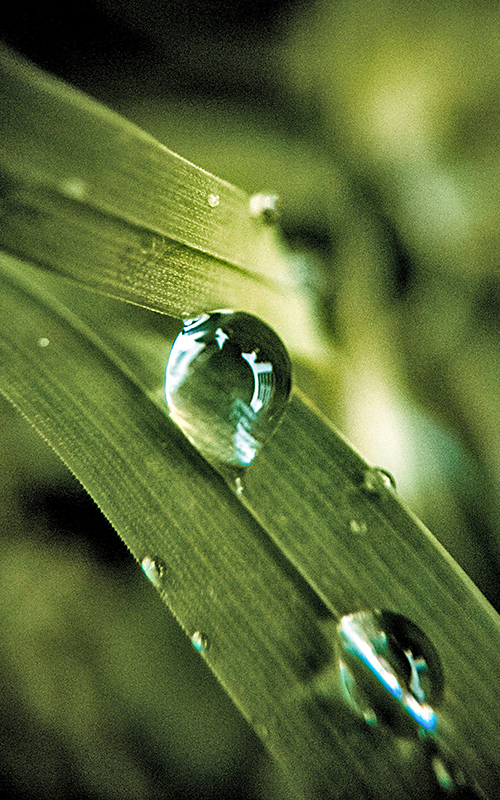 Water Drop on Leaf