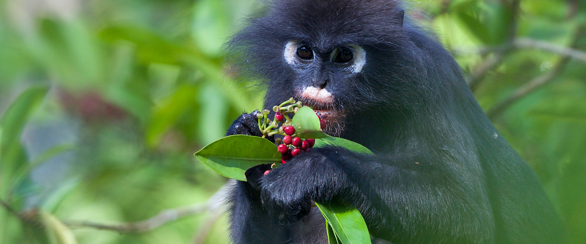 Dusky Langur eating berries